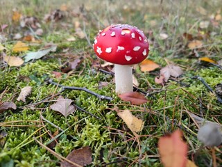 Leuchtender Fliegenpilz