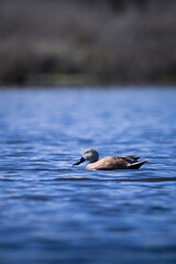 Fototapeta premium duck