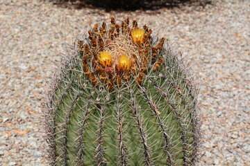 cactus with flowers