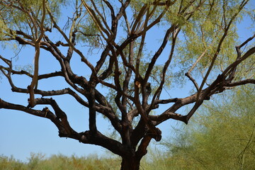 tree and sky