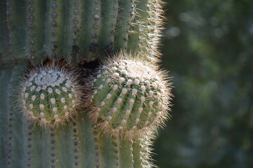 close up of cactus