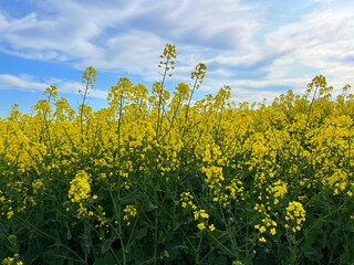 Rapeseed canola yellow flowers in field.