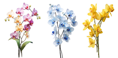 Fototapeta premium Set of colorful orchid flowers branch isolated on transparent background. Generative AI