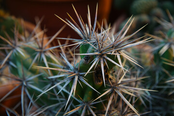 Naklejka na ściany i meble Beautiful exotic cactus in a pot closeup