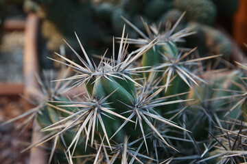 Beautiful exotic cactus in a pot closeup