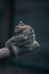 A squirrel sitting on a branch