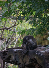White-nosed coati eating