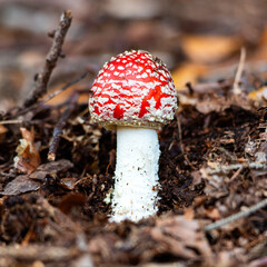 fly mushroom in forest