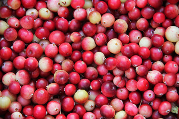 Fresh sour cranberry background