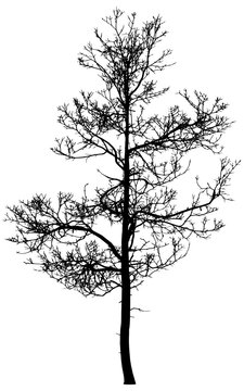 Silhouette image 12 in a series of various trees. Transparent background PNG 