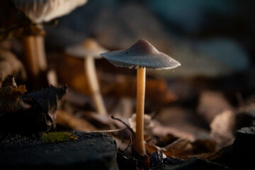 Mushroom macro photo