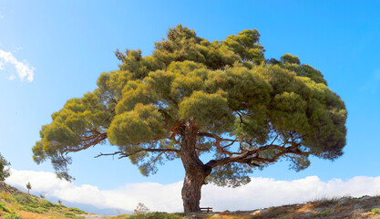 Kalabrische Kiefer (Pinus brutia) alter Baum, Insel Kreta, Griechenland, Europa