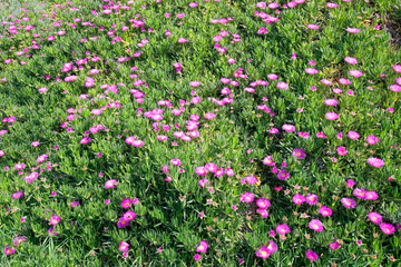 Mittagsblumen (Delosperma cooperi) in voller Blüte 