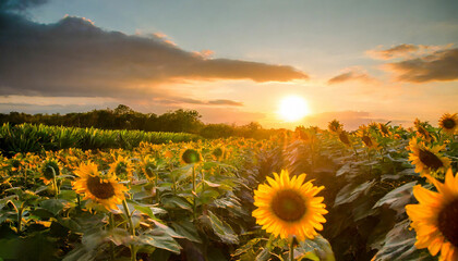 Sunflowers Illuminated by the Setting Sun