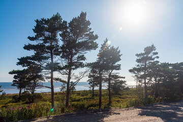 dancing pines on the White sea coast of the Kola peninsula, tourism and travel