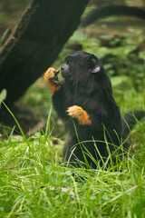 Golden handed tamarin sitting in grass in a zoo