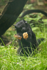 Obraz premium Golden handed tamarin sitting in grass