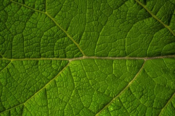 detailed close up of a green leaf shows patterns and veins in its structure and texture