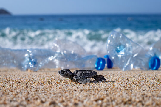 A baby sea turtle ( caretta caretta ) died on the sands because of plastic pollution. A sea turtle can not reach the sea after hatch from egg. 