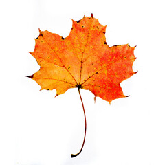 Yellow autumn leaves of different trees on a white background