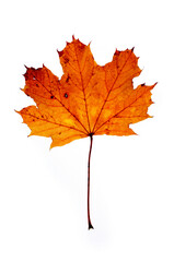 Yellow autumn leaves of different trees on a white background