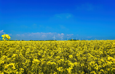 rapeseed field