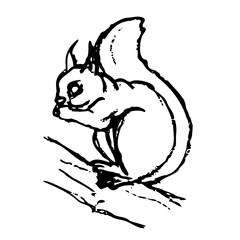 squirrel on a branch