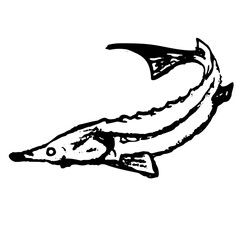 black and white vector