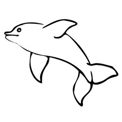 dolphin isolated on white