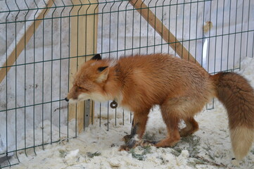red fox in the aviary, red fox in the snow