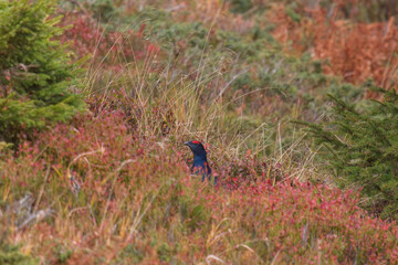 black grouse male in the autumnal blueberries on the mountains at a autumn morning