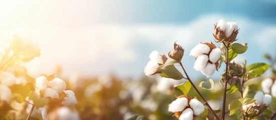 Photo sur Plexiglas Prairie, marais Blossoming organic cotton plant in sustainable field Scientific name Gossypium