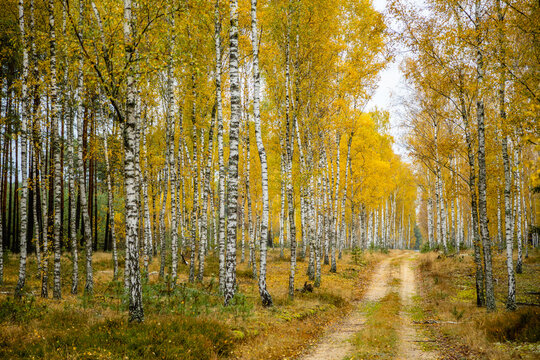 Jesienny las brzozowy