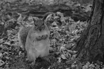 公園にいるリス　カナダ モントリオール