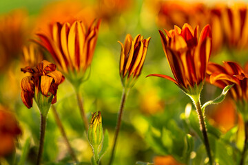 red and yellow flowers
