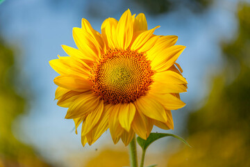 sunflower in the field