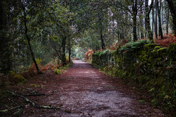 A road through the fall forest on the Camino de Santiago or Way of St. James. - 669664210