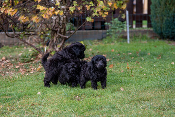 Happy black poodle (doodle) puppies playing outdoor.
Poodle dog with her puppies. Photo of a separated dog. Focus on the muzzle.