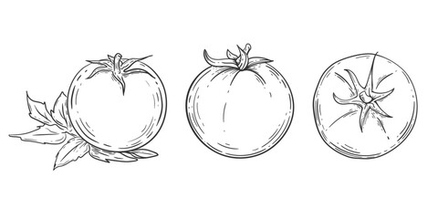 Tomato drawing .Vegetable .Organic Food, sauce, dishes component. Vector illustration.