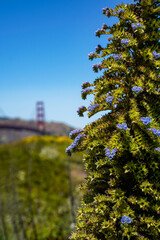 Golden Gate Bridge in San Francisco, California. Focus on a berry plant. 