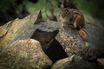 Chipmunk on Rocks in the Woods