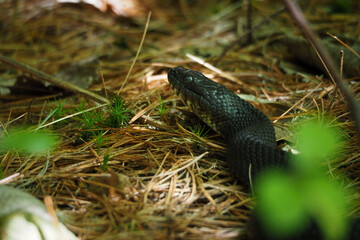 Black Rat Snake on Forest Floor