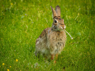 Rabbit Eating Dandelion in Grass Berkshires Massachusetts