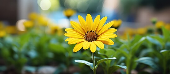 Obraz premium Garden with yellow daisies