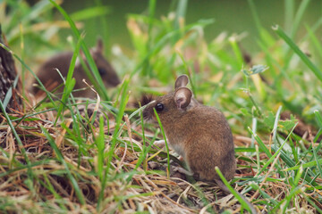 two mice, yellow necked mouse, sitting on the mouse hole at a autumn morning