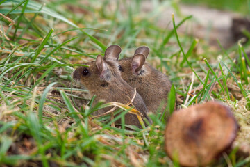 two mice, yellow necked mouse, sitting on the mouse hole at a autumn morning