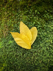 Beautiful Art in Nature Fallen Leaves on Moss Covered Tree. Beautiful Abstract Art in Nature Fallen Leaves on Forest Ecosystems 