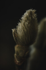 Makro Natur