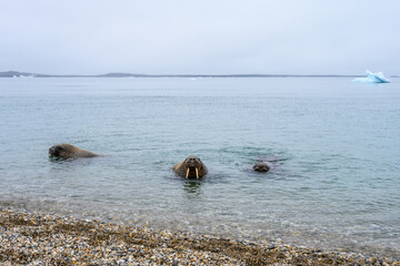 Atlantic walrus in the arctic ocean looking with curiosity toward beach, Torellneset, Hinlopen Straight, arctic expedition tourism around Svalbard
