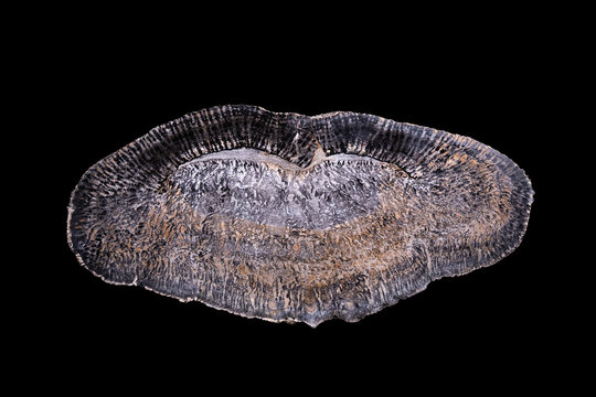 petrified (silicious) blue green algae stromatolite from the Permian age (290 million years old). macro detail black isolated background. close-up polished semi-precious gemstone copy space